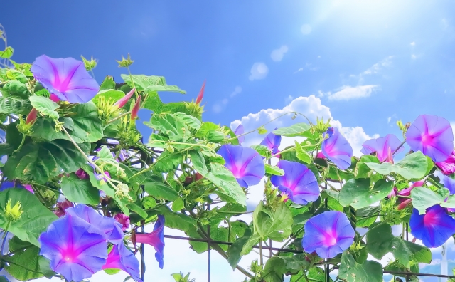 朝の光を受けながら、
静かに花を開くアサガオ。