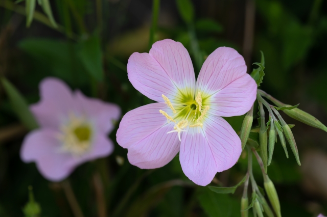 月見草の花と夏の夜になかなか寝つけない日に心を落ち着けるイメージ