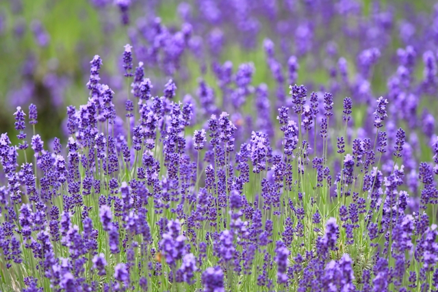 ラベンダーの花と忙しい日に深呼吸して心にゆとりをつくるイメージ