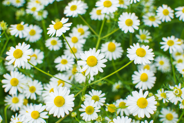 カモミールの花とひとり時間をゆっくり楽しむイメージ