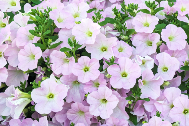 ペチュニアの花言葉は、
「心の安らぎ」「あなたと一緒なら心が和らぐ」