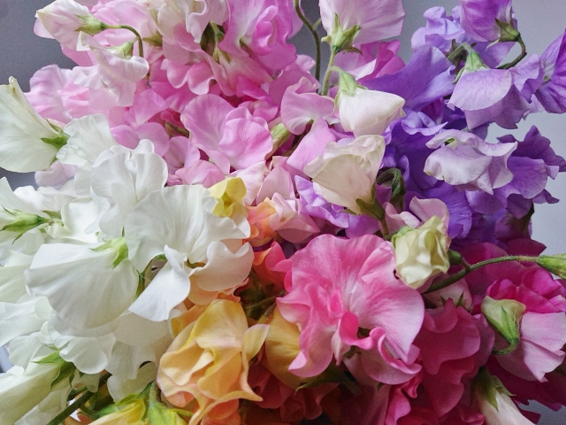 スイートピーの花と予定が多い日に心にゆとりをつくるイメージ
