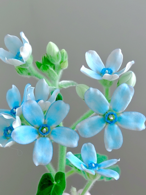 ブルースターの花と夏バテ気味で気持ちが落ちる日に心を整えるイメージ