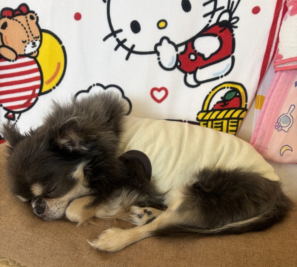 看板チワワのパフェちゃんがぐっすり眠る癒し写真