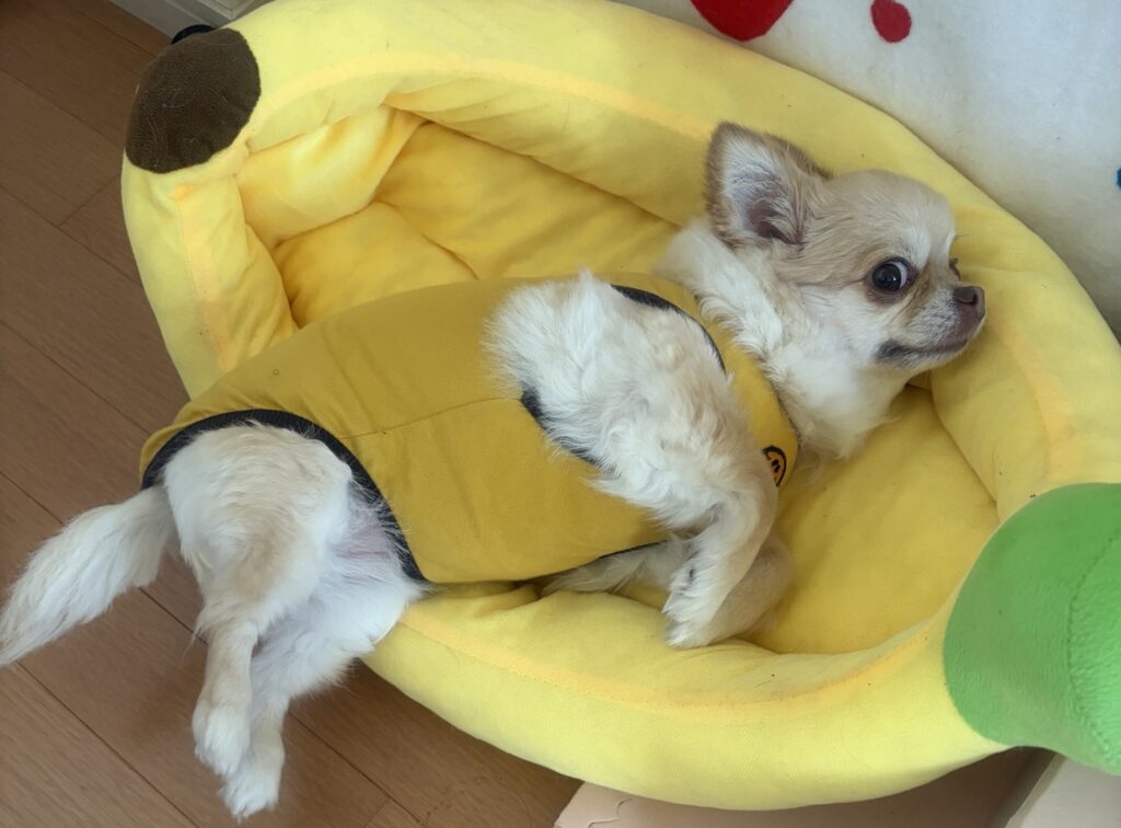 自由気ままなプリンちゃん
