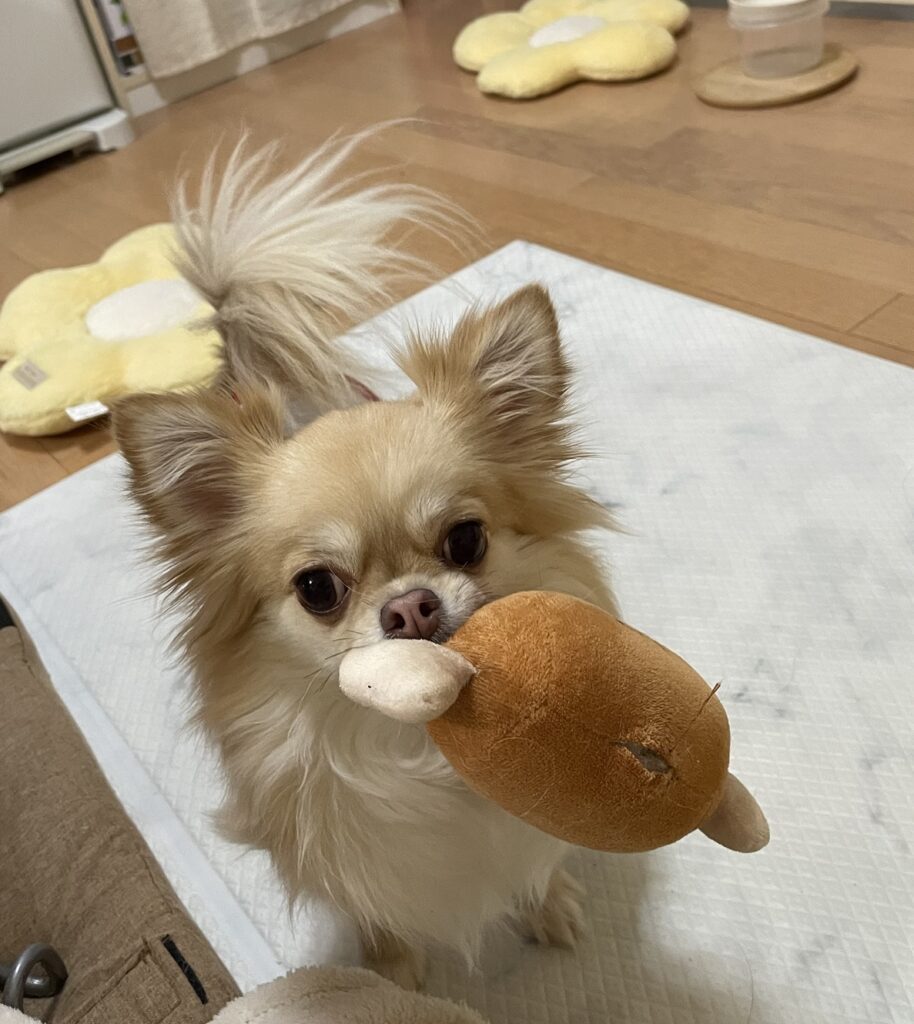 おもちゃをくわえて遊びにくる、やんちゃチワワのプリンちゃん。