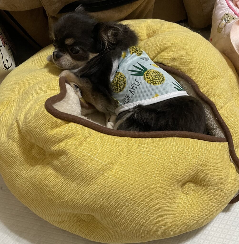 お気に入りの場所でくつろぐパフェちゃん。