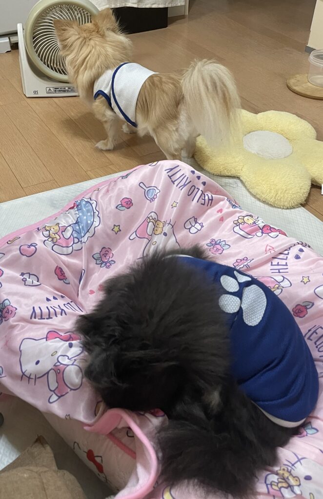 看板チワワのパフェちゃんとプリンちゃんがゆったり過ごす癒し写真