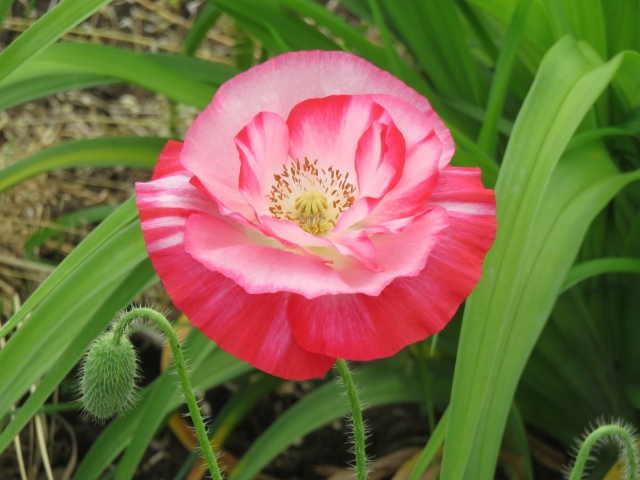 癒しのヒナゲシの花
