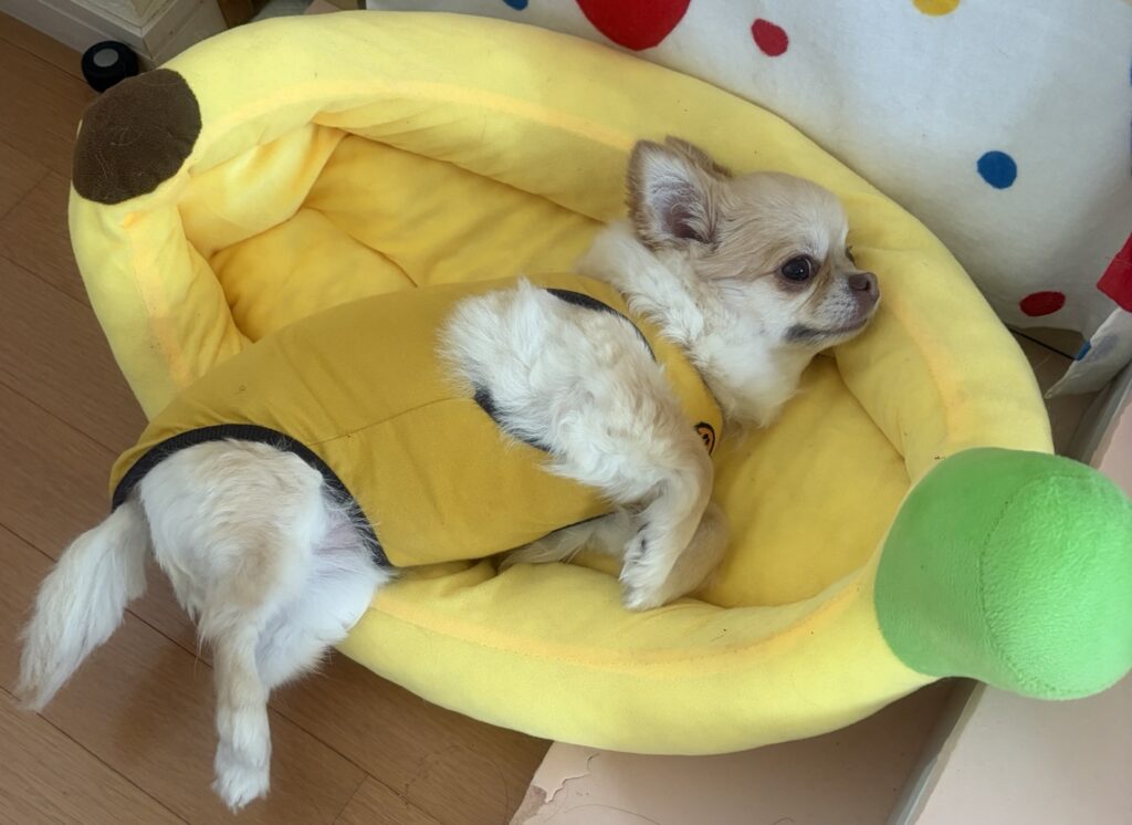 バナナのベッドでくつろぐチワワのプリンちゃん